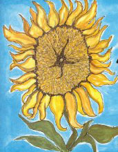 sunflower